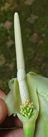 Alocasia sp. nov. B, spadix at female anthesis, very unusual swollen part of the upper male part just below apical sterile appendage, Phang Nga, Thailand