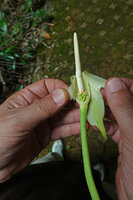 Alocasia sp. nov. B, spadix, lower part of spathe removed, Phang Nga, Thailand