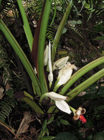 Alocasia sp, probably a new species related to A. nicolsonii and A. wentii, white spethe the fruit protective base becoming fleshy, Mount Hagen, Papua New Guinea