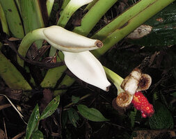 Alocasia sp, probably a new species related to A. nicolsonii and A. wentii, fleshy base of the white spathe protecting the maturing red berries, Rondon Ridge, Mount Hagen, Papua New Guinea