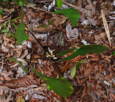 Alocasia wongii, clustered inflorescences, Sepilok FR, Sabah, Borneo