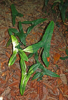 Alocasia wongii emerging from the tree leaves litter, Sepilok FR, Sabah, Borneo