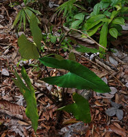 Alocasia wongii, Sepilok FR, Sabah, Borneo