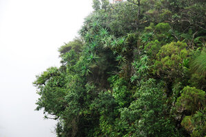 Aloe arborescens among many other Dicots shrubs on vertical cliff, Blyde River Canyon, Mpumalanga, South Africa