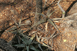 Aloe chabaudii, light brown white spotted form on rocks in dry forest understory, Mumbo Island, Lake Malawi NP