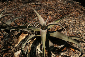 Aloe chabaudii, plain greyish green form on rocks in dry forest understory, Mumbo Island, Lake Malawi NP