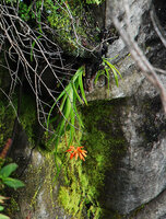 Aloe nubigena on vertical cliff, Blyde River Canyon, Mpumalanga, South Africa