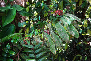 Alpinia calycodes flowering at forest edge, Ndabou, 500 m asl, Arfak Mts, West Papua
