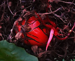 Alpinia calycodes, mature bright red fruit, Ndabou, 500 m asl, Arfak Mts, West Papua