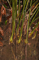 Alpinia cf. aquatica, bases of the clumped stems, Waimital, Kairatu, Seram, Moluccas