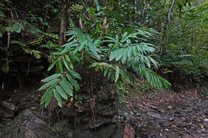 Alpinia cf. aquatica, flowering clump on a rock along the banks of a small forest stream, Waimital, Kairatu, Seram, Moluccas