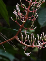 Alpinia cf. aquatica, flowers, Waimital, Kairatu, Seram, Moluccas
