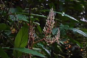 Alpinia cf. aquatica with branched inflorescences, Waimital, Kairatu, Seram, Moluccas