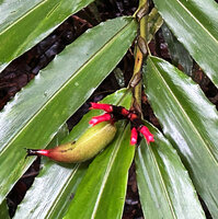 Alpinia domatifera, developping fruit, first cylindrical and banana like before becoming spherical and ligular myrmecophilous pouch domatia, swampy rainforest, 100 m asl, Malagufuk, Sorong, West Papua