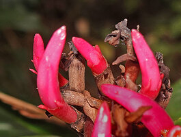 Alpinia domatifera, dry brown bracteoles and tubular pink calyx with long narrow teeth, Kwau, Arfak Mts, 1600 m asl, West Papua