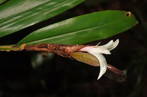 Alpinia arfakensis,flower and young developping fruit, cylindrical and crested at this stage, Kwau, Arfak Mts, 1600 m asl, West Papua