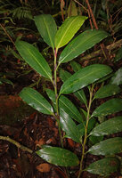 Alpinia domatifera, Kwau, leafy stems with long purple brown ligules at the top of leaf sheaths, Arfak Mts, 1600 m asl, West Papua