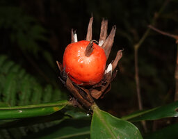 Alpinia domatifera, long lasting inflorescence with one mature fruit and new flower buds, Kwau, Arfak Mts, 1600 m asl, West Papua