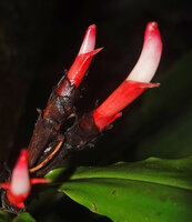 Alpinia domatifera, red tubular bracteoles drying and turning brown, white corolla tube and red folded corolla lobes, swampy rainforest, 100 m asl, Malagufuk, Sorong, West Papua
