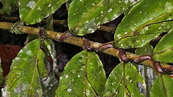 Alpinia domatifera, sheath ending in a large brown ligule creating a pouch or domatia probably inhabited by ants hence the species name domatifera, swampy rainforest, 100 m asl, Malagufuk, Sorong, West Papua