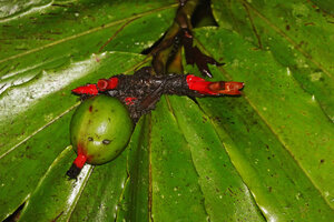 Alpinia domatifera, the fruit changing from cylindrical fusiform to spherical shape during maturation, swampy rainforest, 100 m asl, Malagufuk, Sorong, West Papua
