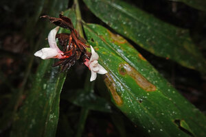 Alpinia arfakensis, two white flowers at anthesis, Kwau, Arfak Mts, 1600 m asl, West Papua