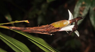 Alpinia arfakensis, young developping fruit of cylindrical shape at this early stage, Kwau, Arfak Mts, 1600 m asl, West Papua