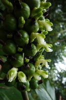 Alpinia laxisecunda, flower buds, flowers at anthesis and maturing fruits, Kolombangara, Solomon Islands