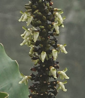Alpinia monopleura, flowers, Wara Barat, Palopo, South Sulawesi