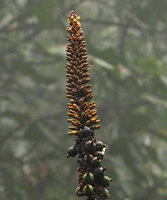 Alpinia monopleura, unusual apparently erratic sequence along flowering axis with almost open flowers at the top, then flower buds, mature fruits and young fruits downwards, Wara Barat, Palopo, South Sulawesi