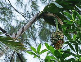 Alpinia myriocratera, almost mature hanging Musa like infructescence, Kelimutu NP, Flores, Indonesia, Photo by Patrick Blanc