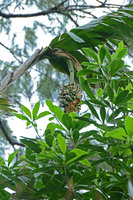 Alpinia myriocratera, infructescence, Kelimutu NP, Flores, Indonesia