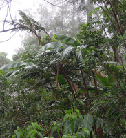 Alpinia myriocratera, vegetative and fruiting stems, Kelimutu, Flores, Indonesia, photo by Patrick Blanc