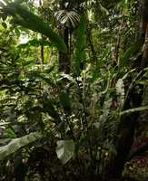 Alpinia novae-pommeraniae clump with one flowering and two fruiting stems, Tenaru Falls, Guadalcanal, Solomon Islands
