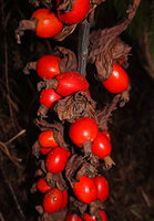 Alpinia nutans, bright red fruits with persistent dry calyx at the top, 800 m asl, Waraka, Seram, Moluccas
