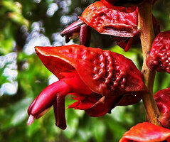 Alpinia nutans, protecting shell shaped floral bract and flower at anthesis, Sepa, 500 m asl, Seram, Moluccas