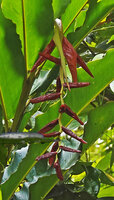 Alpinia nutans, young inflorescence with long green peduncular bract and fertile bracts still enclosing the contracted secondary inflorescences, Sepa, 500 m asl, Seram, Moluccas