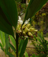 Alpinia oceanica, leaves, inflorescence, bracts, flowers, Savusavu, Vanua Levu, Fiji,