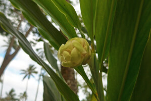 Alpinia oceanica, limbricate yellowish bracts protecting the young inflorescence, Savusavu, Vanua Levu, Fiji,