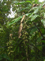 Alpinia parksii, flowers and maturing fruits, Des Voeux peak, Taveuni, Fiji