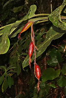 Alpinia petiolata, hanging infructescence with long cylindrical red fruits, Cameron Highlands, Malaysia