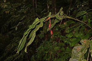 Alpinia petiolata with long sausage red fruits and long petiolate leaves with cordate base, Cameron Highlands, Malaysia