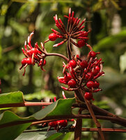 Alpinia pulchra, branched flowering axes bearing side by side flower buds, flowers at anthesis and maturing fruits, Tenaru Falls, Guadalcanal, Solomon Islands