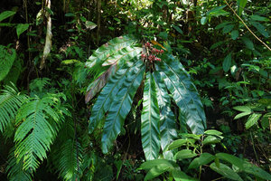 Alpinia pulchra flowering at forest edge, Halisi, Vangunu, Solomon Islands