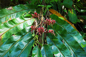 Alpinia pulchra, inflorescence and asymmetric base of the leaf blade, Halisi, Vangunu, Solomon Islands
