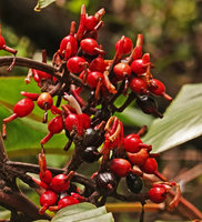 Alpinia pulchra, shiny red mature fleshy capsules turning black when over ripe, creating black and red contrast associated with bird dispersal in forest understory, Tenaru Falls, Guadalcanal, Solomon Islands