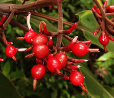 Alpinia pulchra, white tubular flower emerging from red calyx and shiny bright red maturing fruits, Tenaru Falls, Guadalcanal, Solomon Islands