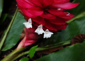 Alpinia purpurata, bracts and flowers, Tenaru Falls, Guadalcanal, Solomon Islands