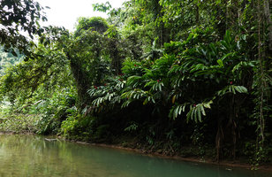 Alpinia purpurata clumps on vertical river bank, Tenaru Falls, Guadalcanal, Solomon Islands