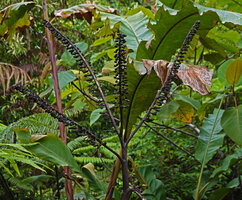 Alpinia regia, four branched inflorescence with secund arrangement of the flowers, Sepa 500 m asl, Seram, Moluccas